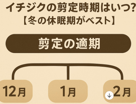 イチジクの剪定を冬に行う理由